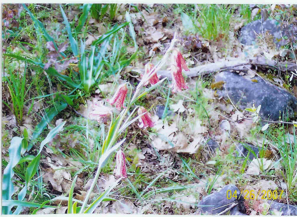 GentnersFritillaria.jpg (92991 bytes)